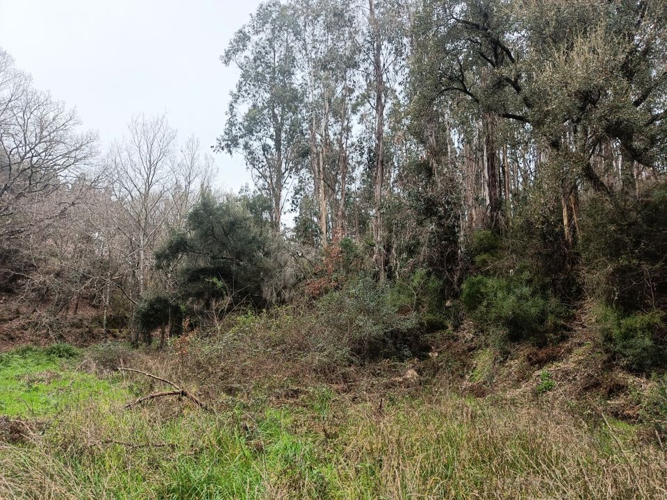 2,7 ha mit einem natürlichen Teich und Bach im Zentralportugal in München