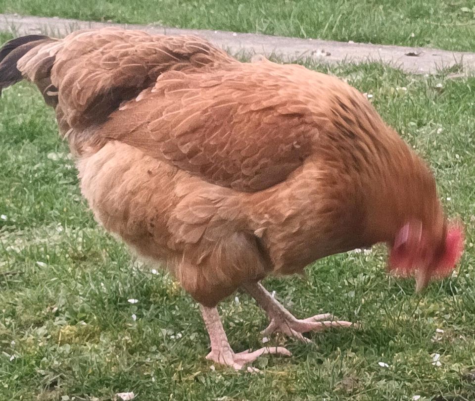 BIO Legehühner / Bio Legehennen aus dem Weiltal im Taunus (Huhn) in Weilmünster