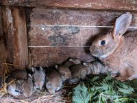 Kaninchen Hasen Sachsen-Anhalt - Nebra (Unstrut) Vorschau