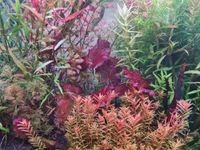 Rotala Hra Vietnam Schwachhausen - Neu Schwachhausen Vorschau