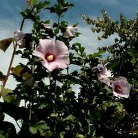 Hibiskus winterhart, lila/rosa Blüten, verschiedene Größen Baden-Württemberg - Elchesheim-Illingen Vorschau