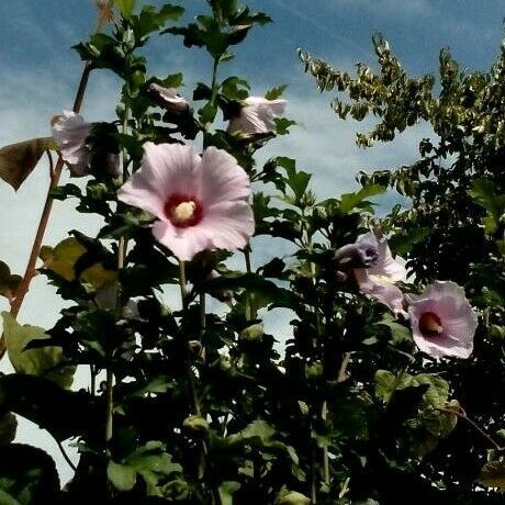 Hibiskus winterhart, lila/rosa Blüten, verschiedene Größen in Elchesheim-Illingen