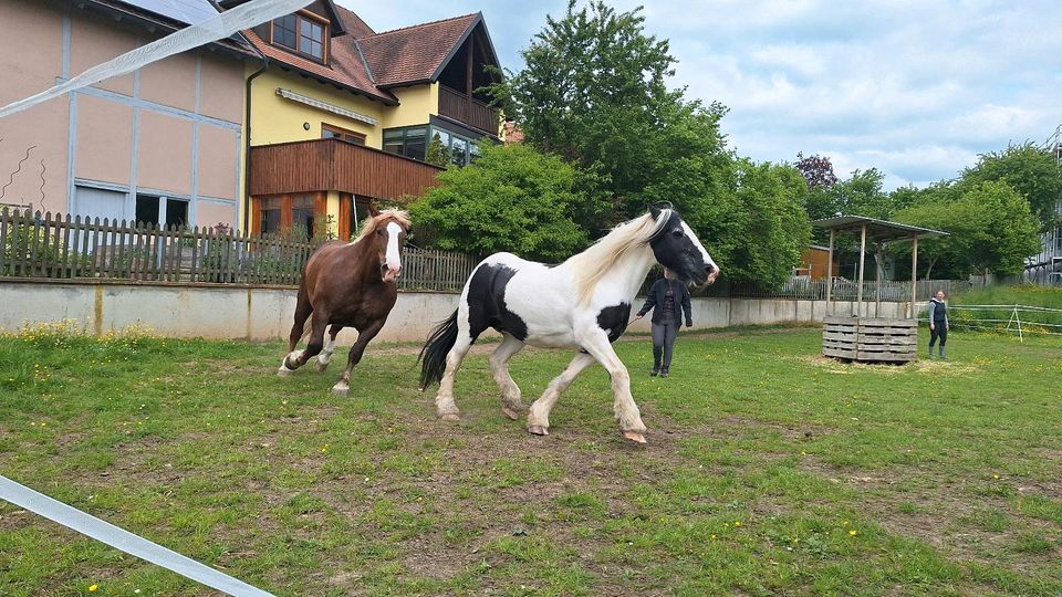 Reitunterricht vor Ort (91610) in Insingen