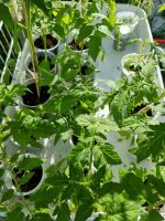 BIO Fleischtomaten - Tomatenpflanzen, besondere Sorten Bayern - Stadtlauringen Vorschau