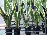 Sanseveria Sanseverien Zimmerpflanze ca. 20-30 cm hoch Bogenhanf Nordrhein-Westfalen - Gronau (Westfalen) Vorschau