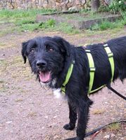 Bobby, loyal, verschmust, kinderlieb, verträglich Rheinland-Pfalz - Bingen Vorschau