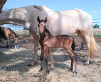 10 Monate Absatz Fohlen, PRE, Dark Buckskin Thüringen - Ebeleben Vorschau