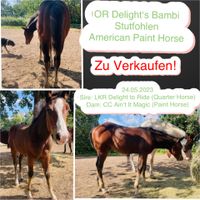 Paint Horse Stutfohlen zu verkaufen! Mecklenburg-Vorpommern - Bandelin Vorschau