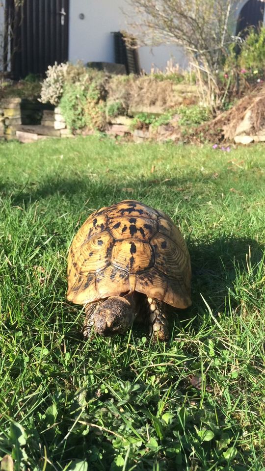 Schildkröte schmerzlich vermisst in Göttingen