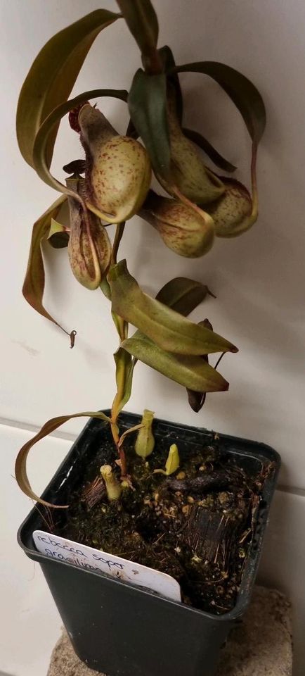 Nepenthes Gracilis in Hameln