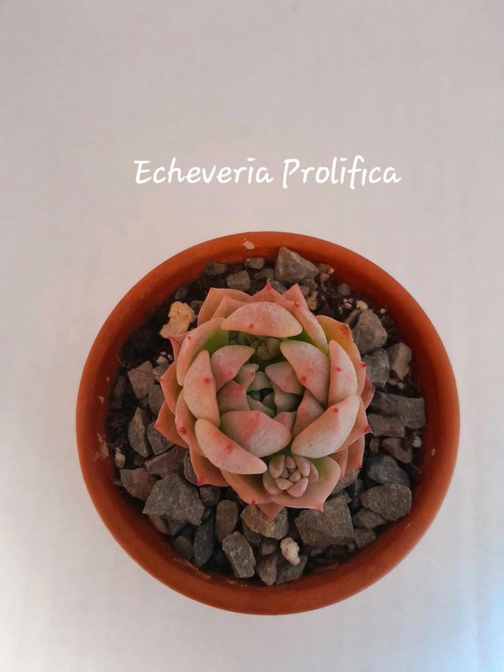 Echeveria Graptopetalum Sedum Sukkulenten in Laubach (Eifel)