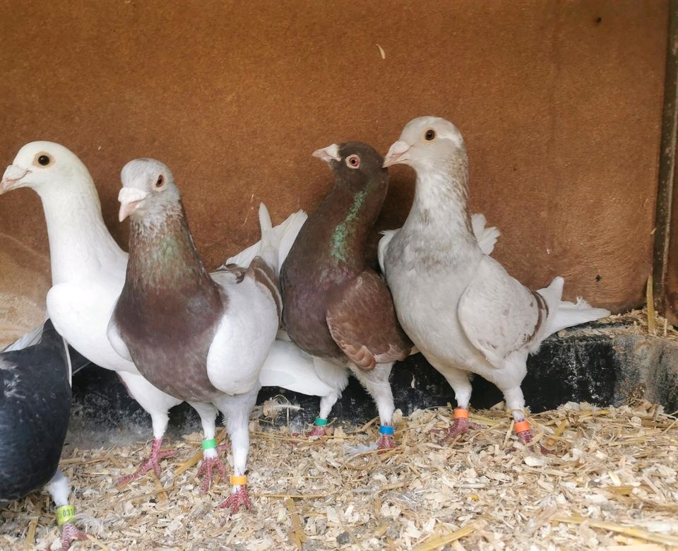 10 Brieftauben gegen Taklas Tauben in Solingen