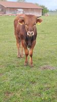 Texas Longhorn Ochse Bayern - Ellzee Vorschau