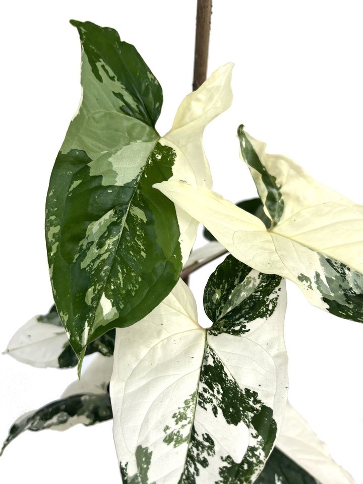 Syngonium Albo Variegata verschiedene Größen in Hannover