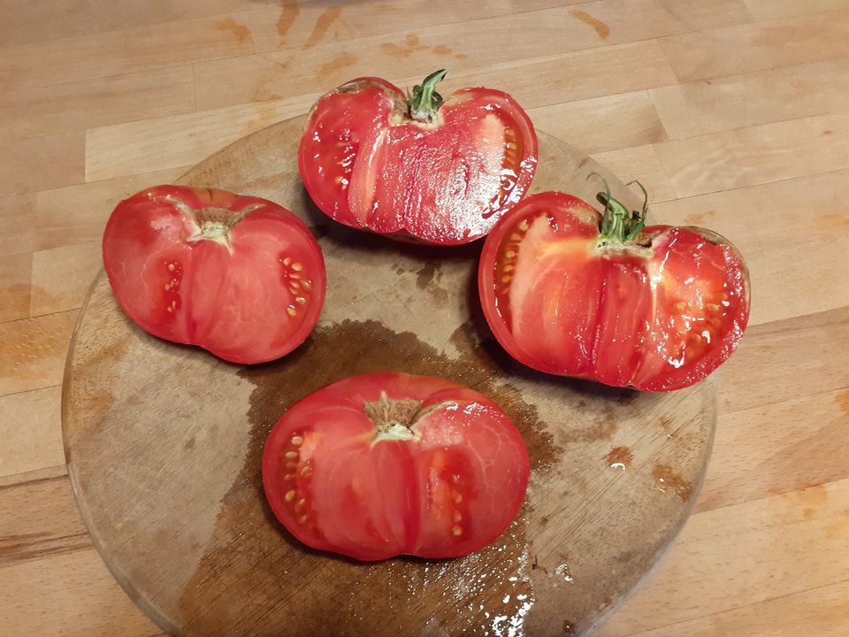 Tomatenpflanzen Raritäten, alte Sorte, samenfest, bio, in Halle