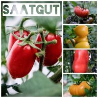 10er Saatgutpaket Tomaten-Kürbis-Mangold - Sorten nach eurer Wahl Nordrhein-Westfalen - Bad Honnef Vorschau