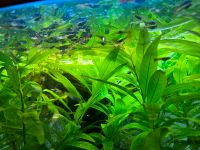 25 x Guppy Guppies Endler Aquarium Fische Guppie Baden-Württemberg - Gerstetten Vorschau