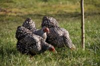 Zwerg Wyandotten silber-schwarzgesäumt Zwerghühner, Hühner Nordrhein-Westfalen - Coesfeld Vorschau