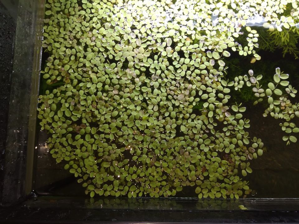 Salvinia auriculata / Büschelfarn in Lage