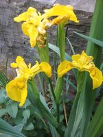 5 Stk. Iris Schwertlilie Farbe gelb winterhart Staude Aachen - Aachen-Mitte Vorschau