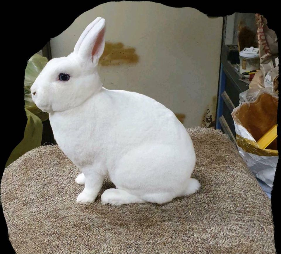 Zwergrex Kaninchen Zwerg Kaninchen Hase weiß Blauauge RHD geimpft in Meppen