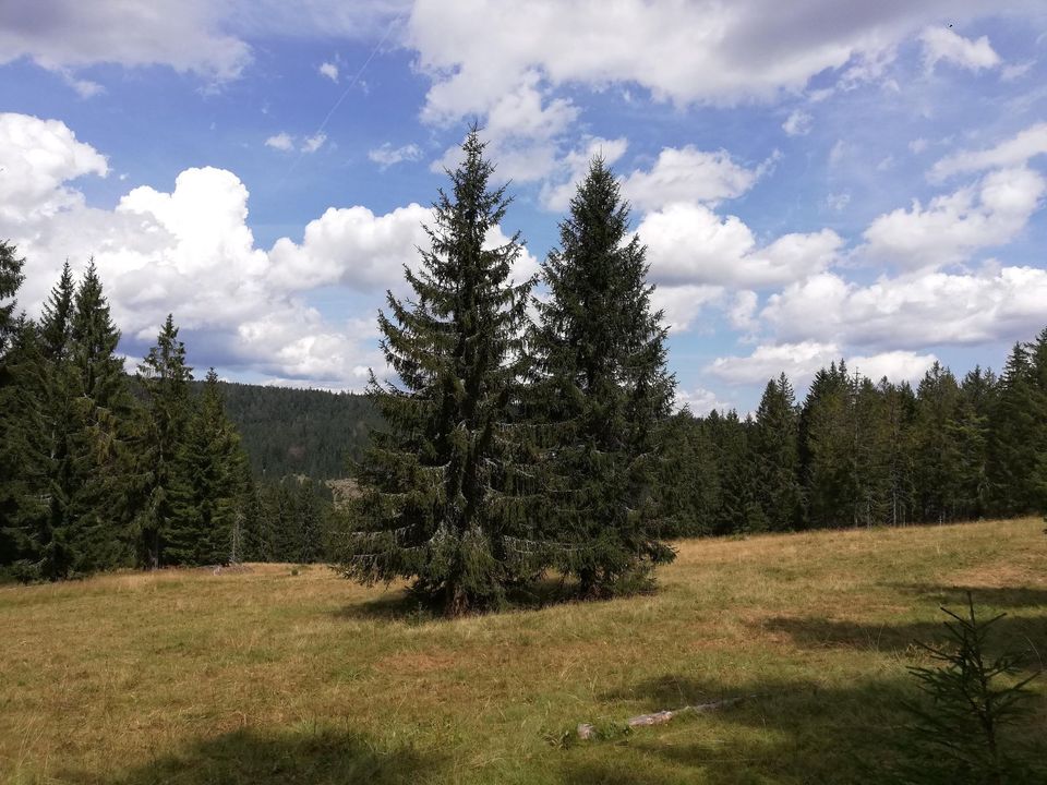 Urige Hütte im Schwarzwald in Schluchsee