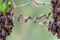 Bienen Schwarm Melden Hessen - Fischbachtal Vorschau