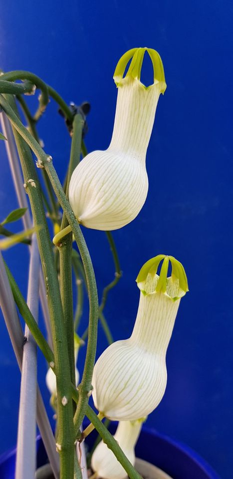 Ceropegia Ampliata Ableger weiße riesige Blüten Stecklinge in Rain Lech