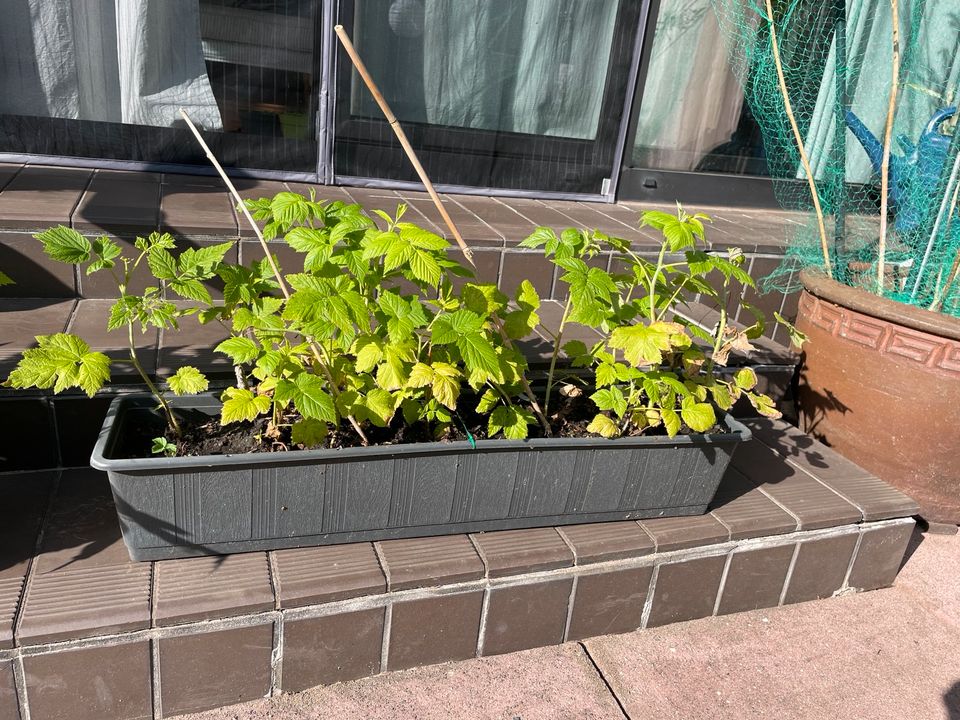 Himbeeren Ableger in Halstenbek