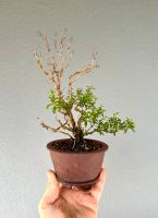 Bohnenkraut-Bonsai, Shohin, wie Thymian weiß blühend, Gewürz Bayern - Pentling Vorschau