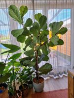 Ficus Lyrata Geigenfeige groß Solitär Zimmerpflanze inkl. Topf Baden-Württemberg - Ruppertshofen Vorschau