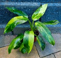 Großer Philodendron Jose Buono Variegata Y55 Hessen - Obertshausen Vorschau