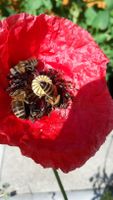 Bienenvölker Buckfast / Ligustica Mix auf Zander Bayern - Schwarzenbruck Vorschau
