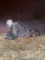 Ponyferien in den Sommerferien Niedersachsen - Steinfeld Vorschau