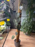 Philodendron melanochrysum Pflanze Zimmerpflanze Duisburg - Rheinhausen Vorschau