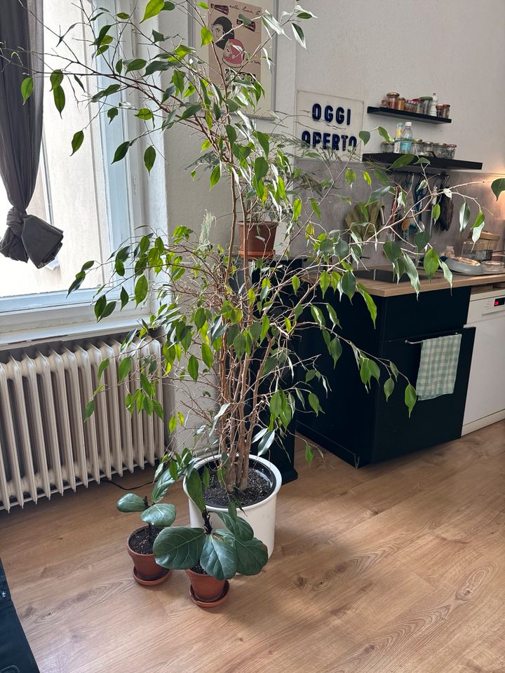 Ficus Benjamin - Pflanze, Zimmerpflanze in Berlin