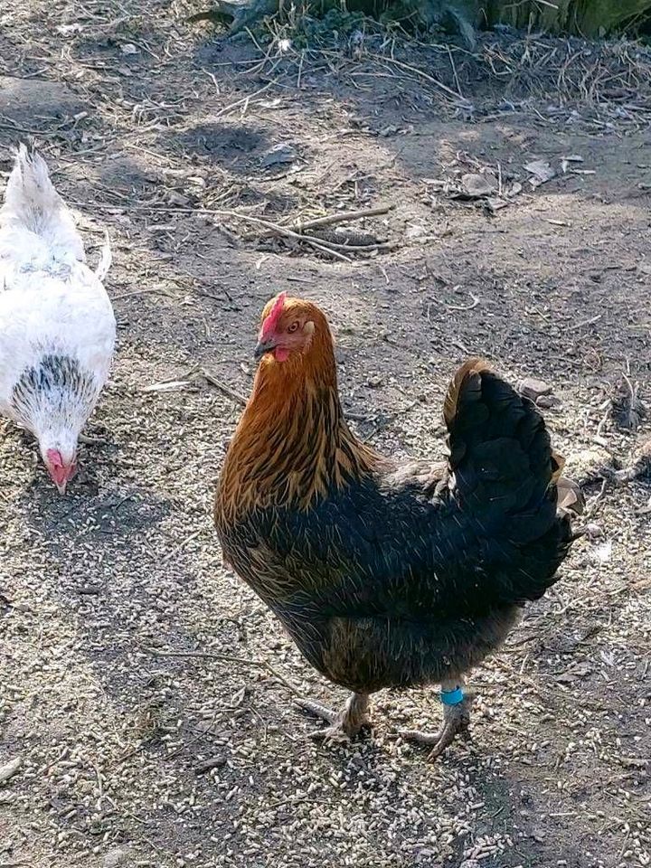 Bruteier bunte Hühnerscharr in Märkisch Luch