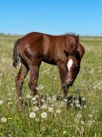 Quarter Horse | Stute | Reining | Dun It For Whizkey | Fohlen Hessen - Kassel Vorschau