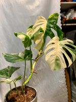 Monstera 'Variegata',7Blätter, Hohe 65cm Berlin - Friedenau Vorschau