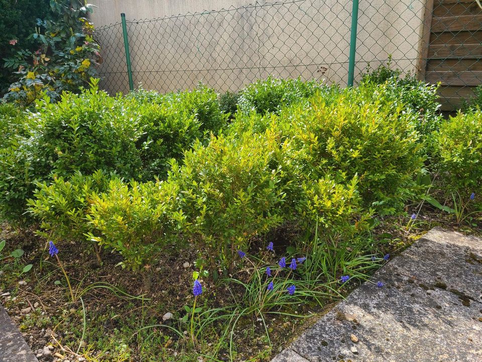 Buchsbaum Buchs Hecke Buchsbaumkugel ZU VERKAUFEN in Schwabach