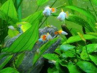 Platy Blue butterfly Mickey mouse Bayern - Regensburg Vorschau