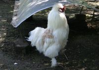 Seidenhahn Seidenhuhn Gockel Hahn Bayern - Breitbrunn am Chiemsee Vorschau