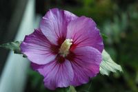 Hibiskus Garteneibisch "Blue Bird", mehrere Planzen / Größen Eimsbüttel - Hamburg Niendorf Vorschau