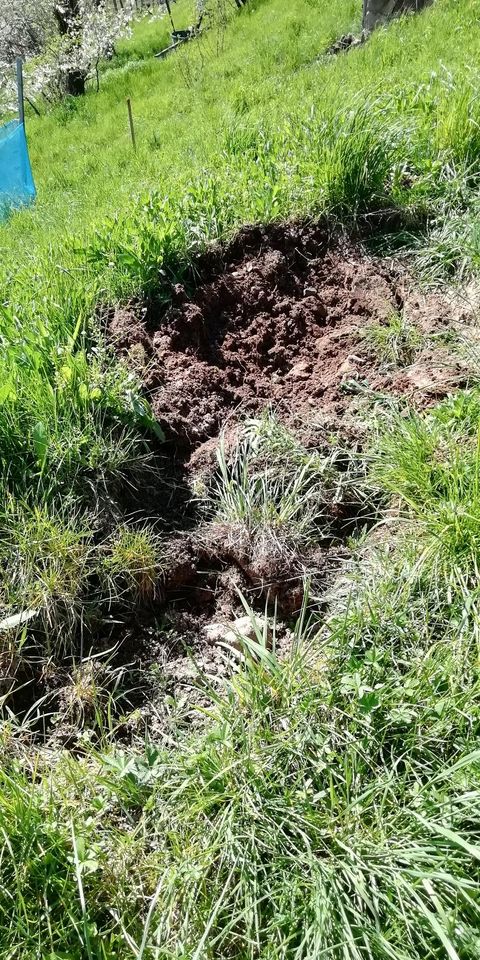 Oberboden Mutterboden Lagerort: Wurmlingen in Bondorf