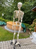Skelett lebensgroß Nordrhein-Westfalen - Olpe Vorschau