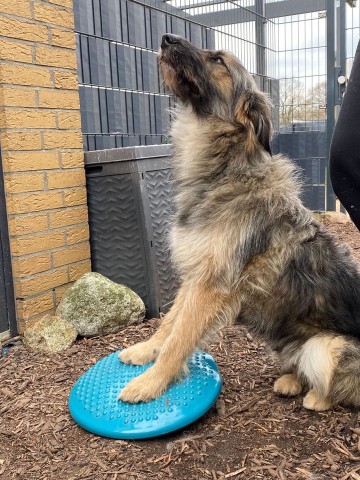 *Jerry* -Lebensfreude pur in Elmshorn