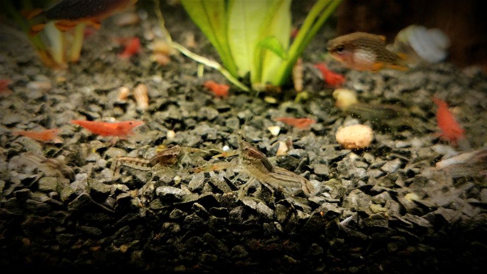 ❗Cambarellus Diminutus kleinster Zwergkrebs für Nano Aquarium❗ in Oberhausen