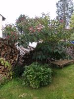 Japanischer Losbaum Clerodendrum trichotomum Pflanze Baum Rheinland-Pfalz - Kandel Vorschau