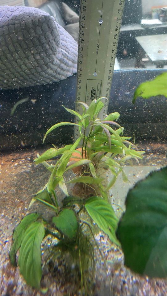 Aquarienpflanzen Anubias, Cabomba, Amazonas, Echinodorus in Landau in der Pfalz