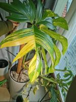 Philodendron Florida Beauty riesige Kopfsteckling Baden-Württemberg - Sindelfingen Vorschau